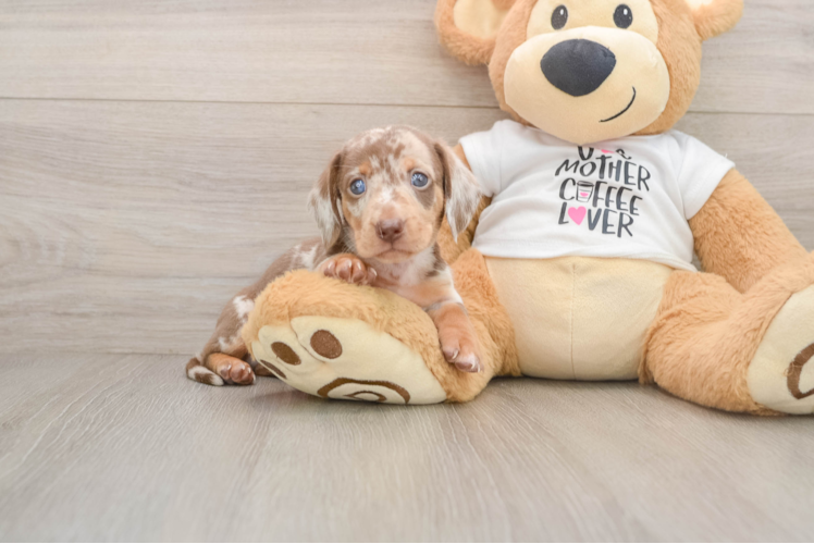 Best Dachshund Baby