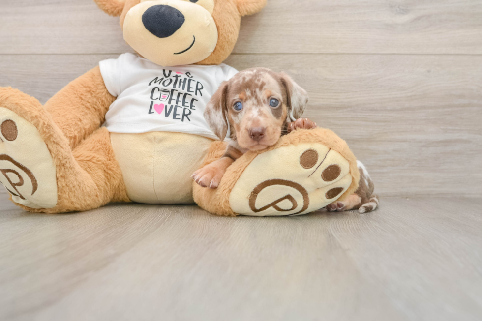 Best Dachshund Baby
