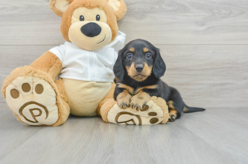 6 week old Dachshund Puppy For Sale - Simply Southern Pups