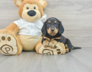6 week old Dachshund Puppy For Sale - Simply Southern Pups