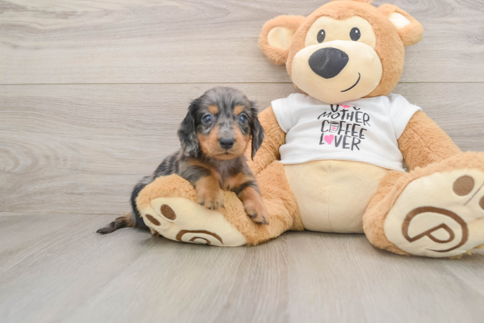 Best Dachshund Baby