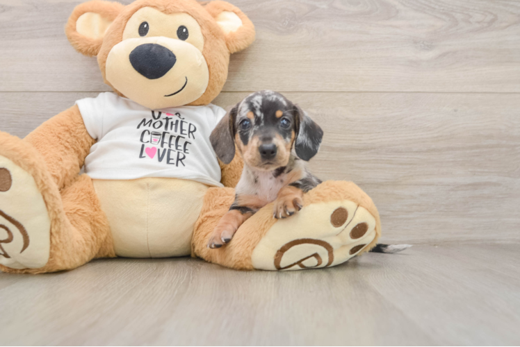 Cute Dachshund Baby