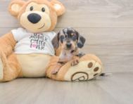 6 week old Dachshund Puppy For Sale - Simply Southern Pups