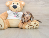 6 week old Dachshund Puppy For Sale - Simply Southern Pups