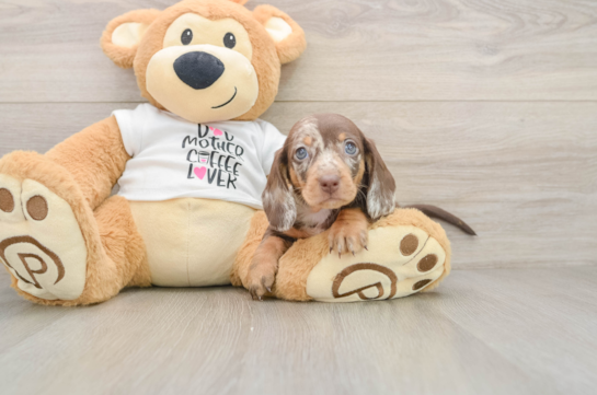 Cute Dachshund Purebred Pup
