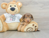 7 week old Dachshund Puppy For Sale - Simply Southern Pups