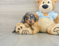 6 week old Dachshund Puppy For Sale - Simply Southern Pups