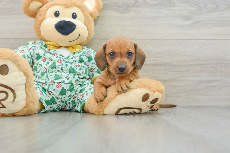 5 week old Dachshund Puppy For Sale - Simply Southern Pups