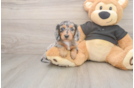 Cute Doxie Purebred Puppy