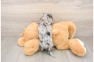 Cute Doxie Purebred Puppy