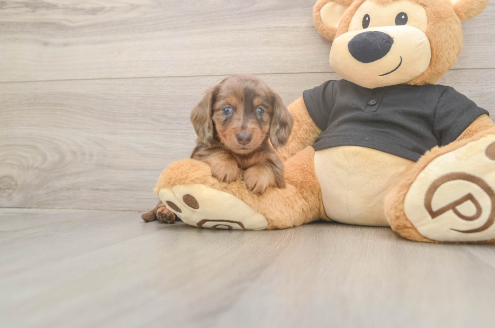 5 week old Dachshund Puppy For Sale - Simply Southern Pups