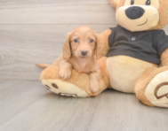 5 week old Dachshund Puppy For Sale - Simply Southern Pups