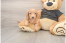 Cute Doxie Purebred Puppy
