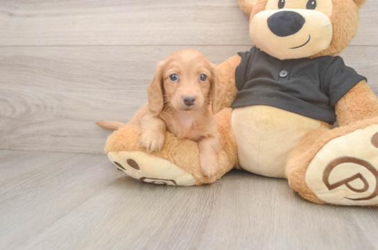 Cute Doxie Purebred Puppy