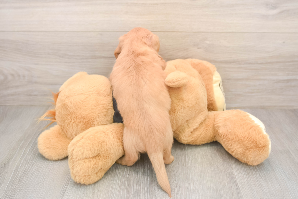 Dachshund Pup Being Cute