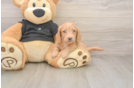 Best Dachshund Baby