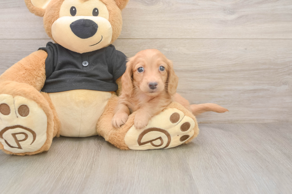 Best Dachshund Baby