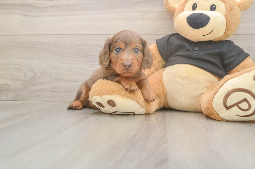 5 week old Dachshund Puppy For Sale - Simply Southern Pups