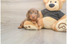 Meet Donald - our Dachshund Puppy Photo  1/3 - Simply Southern Pups Cute Doxie Purebred Puppy