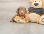 5 week old Dachshund Puppy For Sale - Simply Southern Pups 5 week old Dachshund Puppy For Sale - Simply Southern Pups