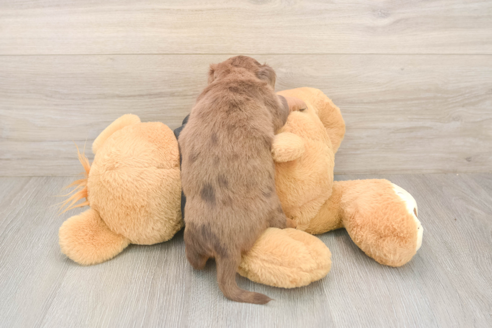 Meet Donald - our Dachshund Puppy Photo  3/3 - Simply Southern Pups Best Dachshund Baby