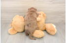 Meet Donald - our Dachshund Puppy Photo  3/3 - Simply Southern Pups Best Dachshund Baby