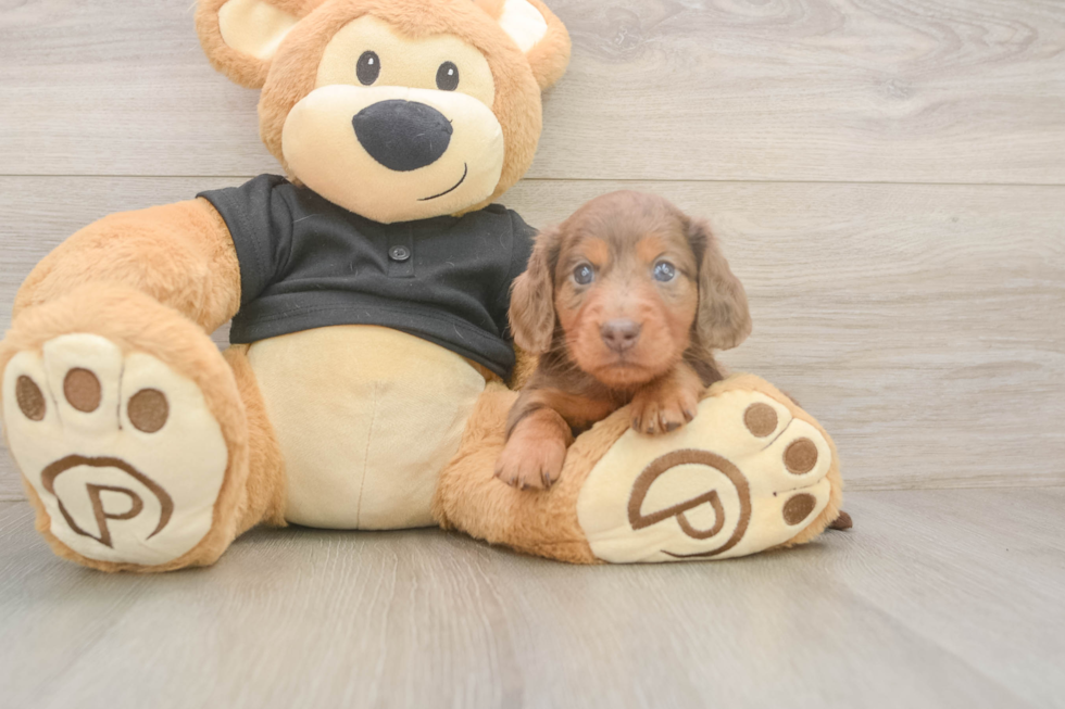 Meet Donald - our Dachshund Puppy Photo  2/3 - Simply Southern Pups Dachshund Puppy for Adoption