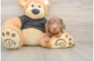 Meet Donald - our Dachshund Puppy Photo  2/3 - Simply Southern Pups Dachshund Puppy for Adoption