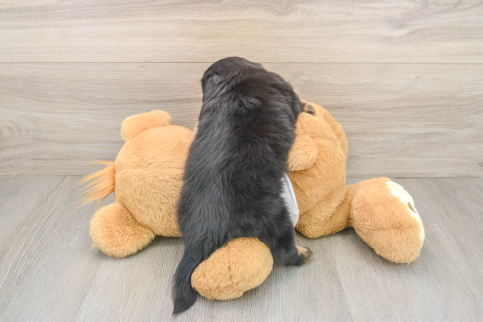 Cute Doxie Purebred Puppy