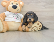 5 week old Dachshund Puppy For Sale - Simply Southern Pups