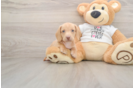 Cute Doxie Purebred Puppy