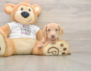 5 week old Dachshund Puppy For Sale - Simply Southern Pups