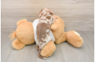 Cute Dachshund Baby