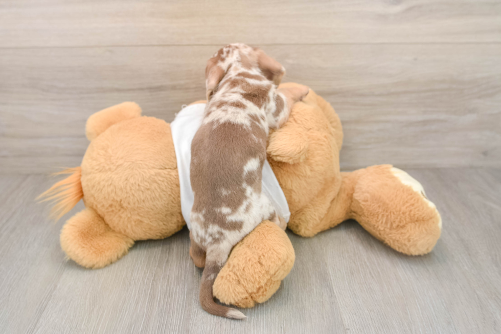 Cute Dachshund Baby
