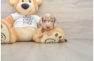 Dachshund Pup Being Cute