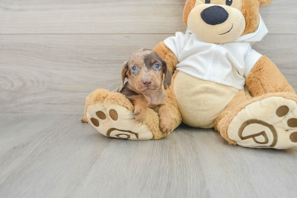 Dachshund Pup Being Cute