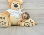 6 week old Dachshund Puppy For Sale - Simply Southern Pups