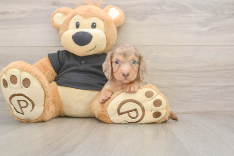 Cute Doxie Purebred Puppy