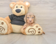 6 week old Dachshund Puppy For Sale - Simply Southern Pups