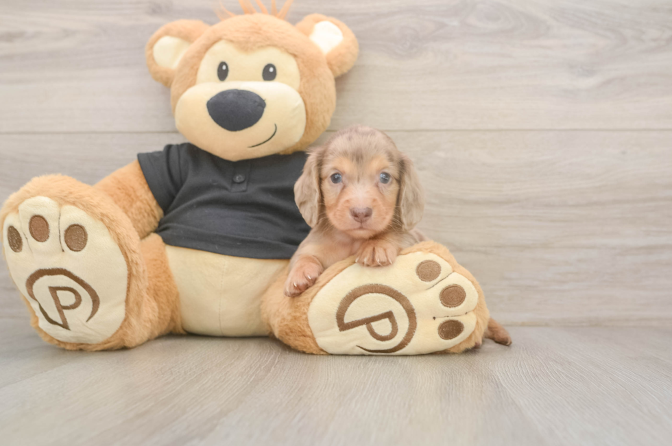 5 week old Dachshund Puppy For Sale - Simply Southern Pups