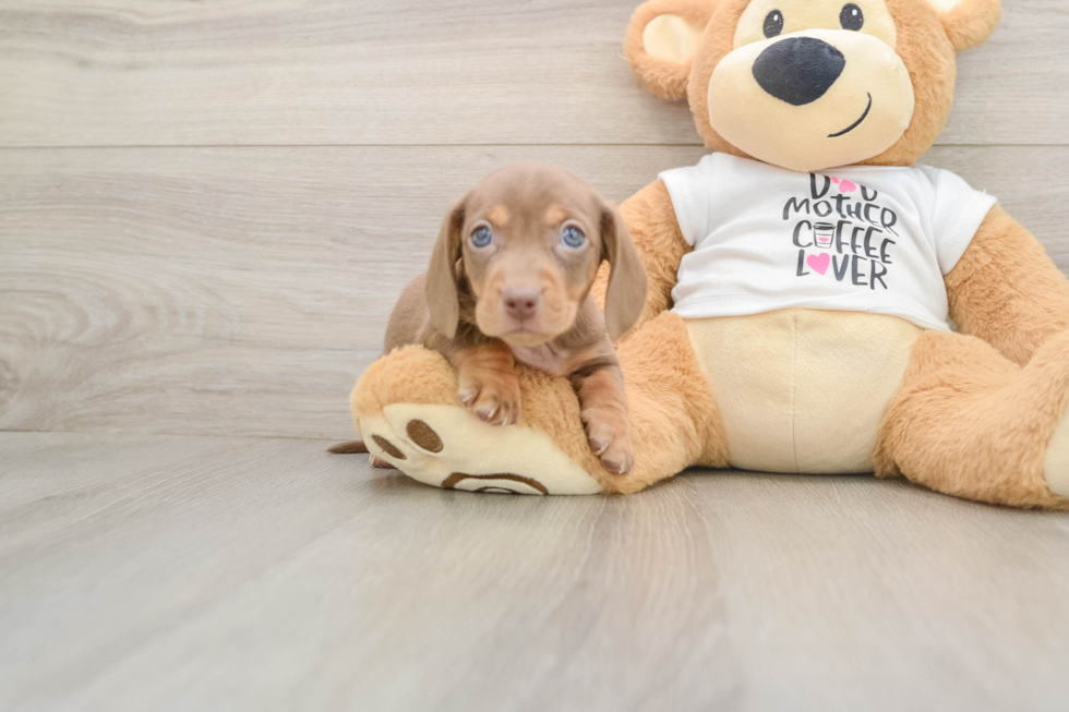 Cute Doxie Purebred Puppy