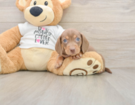 5 week old Dachshund Puppy For Sale - Simply Southern Pups