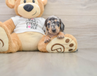 5 week old Dachshund Puppy For Sale - Simply Southern Pups