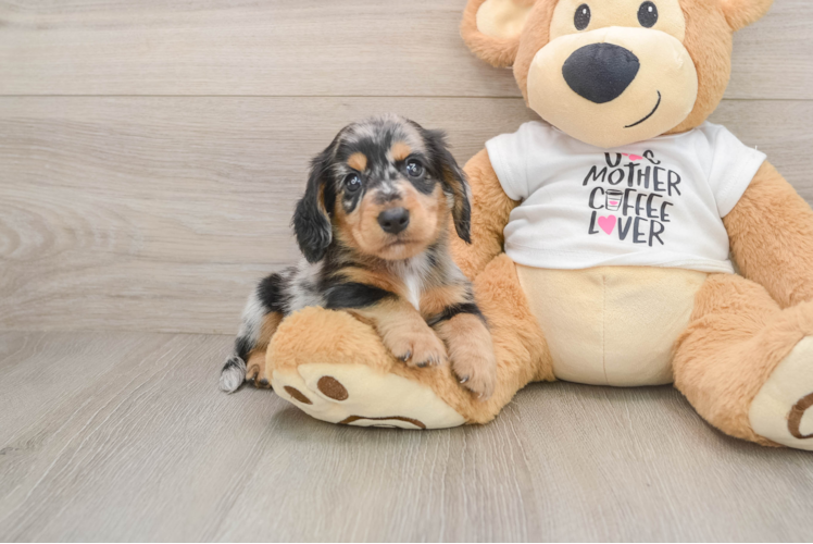 Cute Dachshund Baby