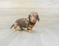 8 week old Dachshund Puppy For Sale - Simply Southern Pups