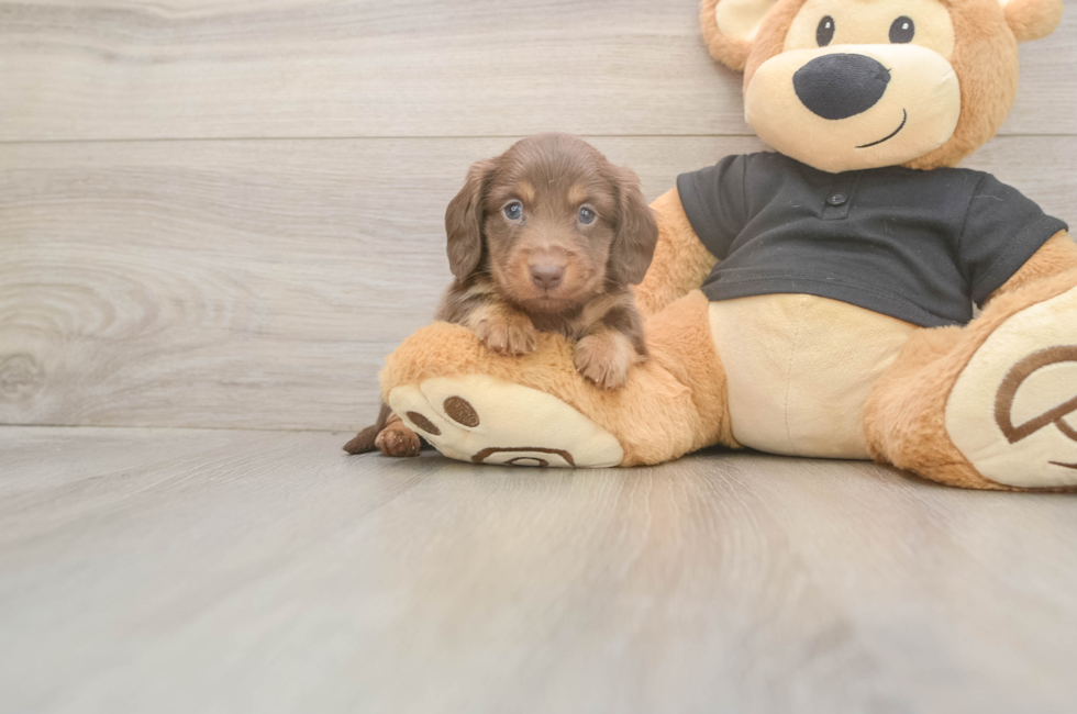 5 week old Dachshund Puppy For Sale - Simply Southern Pups