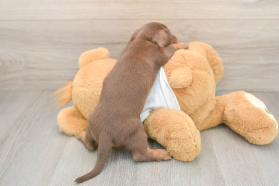 Dachshund Puppy for Adoption