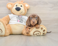 5 week old Dachshund Puppy For Sale - Simply Southern Pups