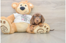 Cute Dachshund Baby
