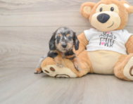 5 week old Dachshund Puppy For Sale - Simply Southern Pups